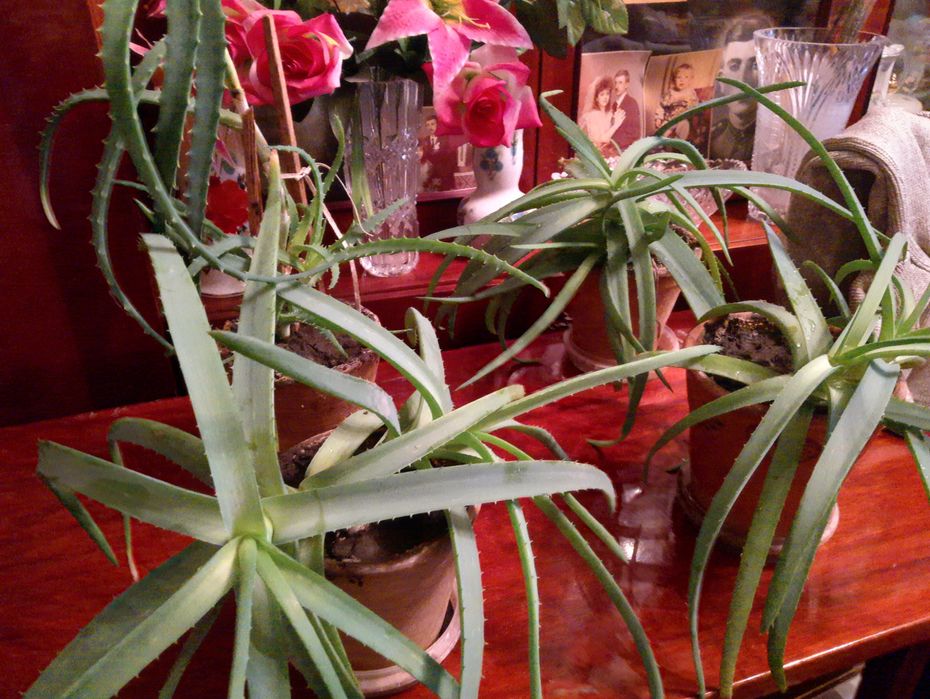 Цветок алоэ (алое), столетник