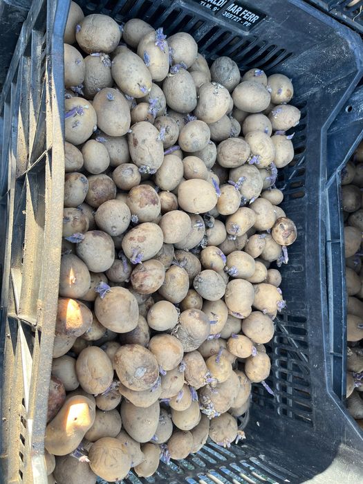 Batata da Semente Agria