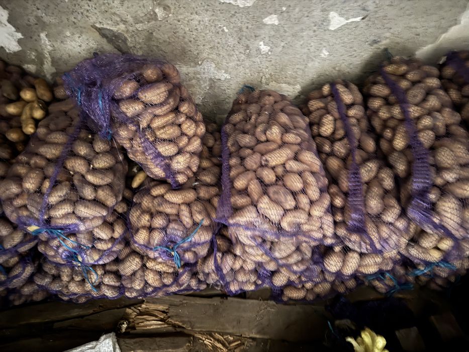 Продам домашню картоплю сорт Гранада – смачна, без хімії