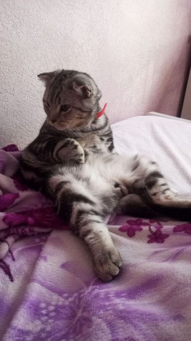 В'язка. Шотландець скотіш фолд готовий розділити ложе кохання