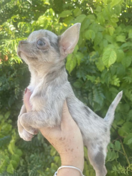 Chihuahua lilac merle femea