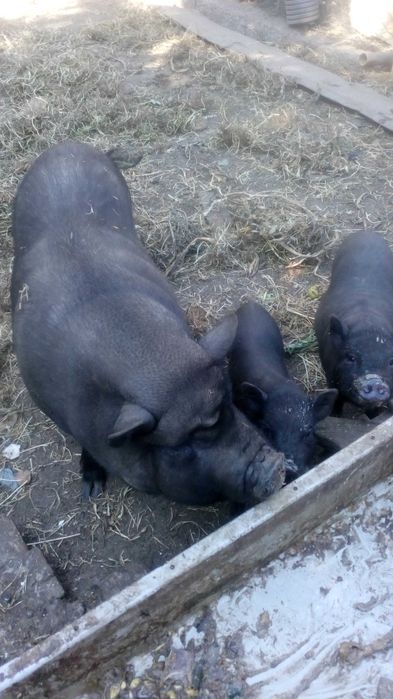 porcos anoes  pretos