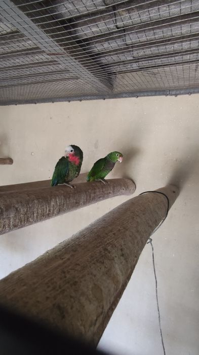 Fêmea de papagaio cubano de 2020 amazonas leucocephala impecável