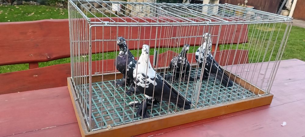 Gołębie wiedyny sprzedam