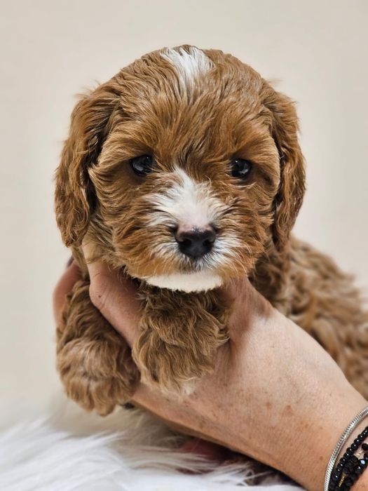 Cavapoo po championie Polski