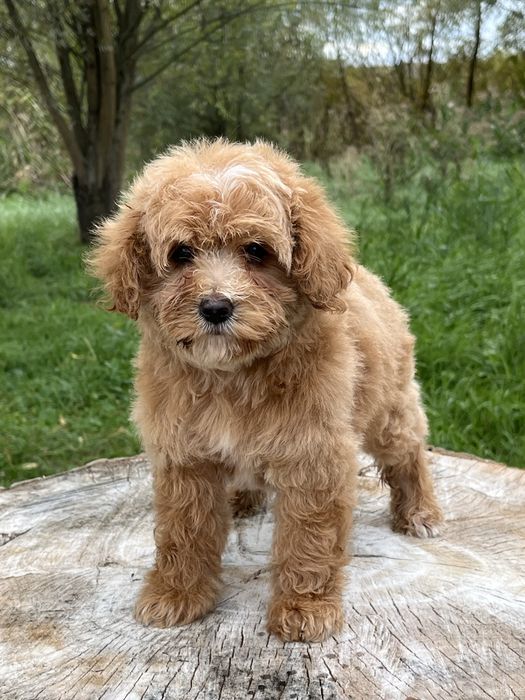 Девочка мальтипу подросток