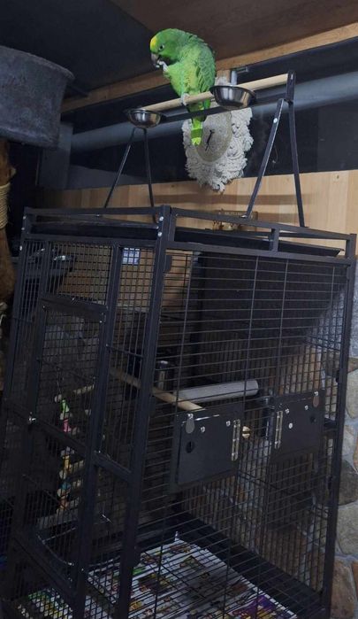 Papagaio ochrocephala