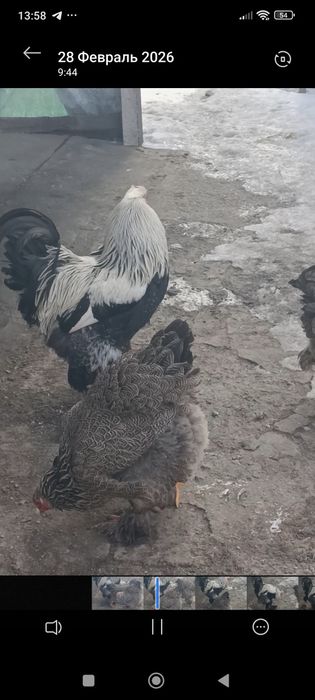 Инкубационные яйцо Брама