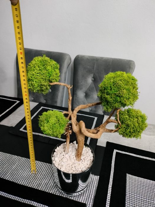 bezobsługowe drzewko z mchu chrobotka bonsai