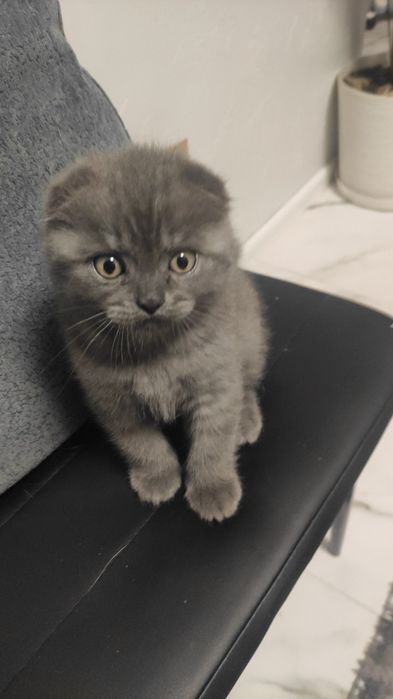 Шотландский красавчик