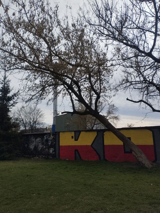 Oddam drzewo w  zamian za wycinkę