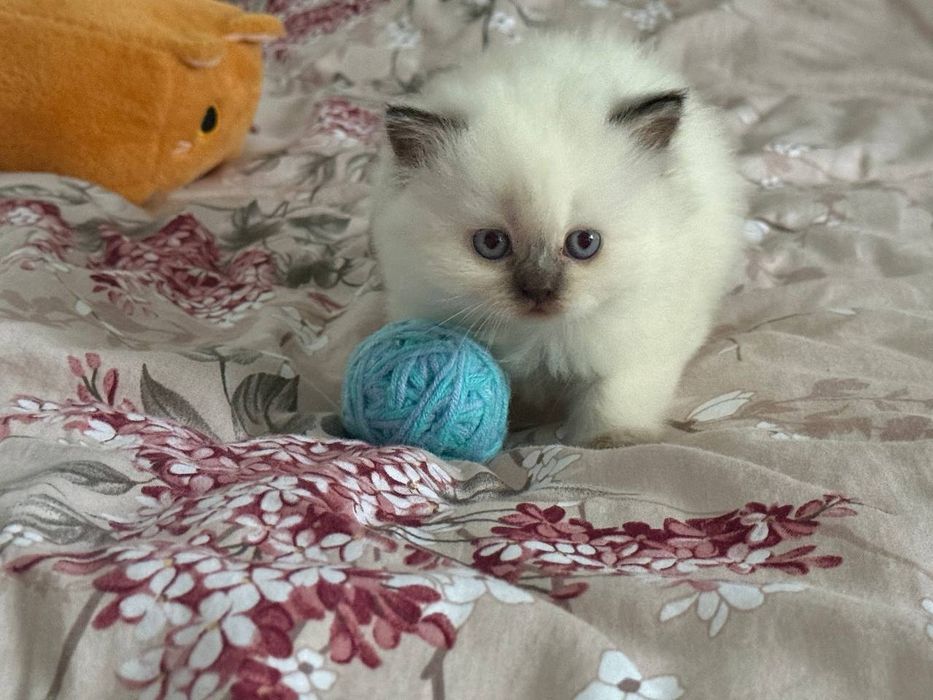 Шотландска кішка