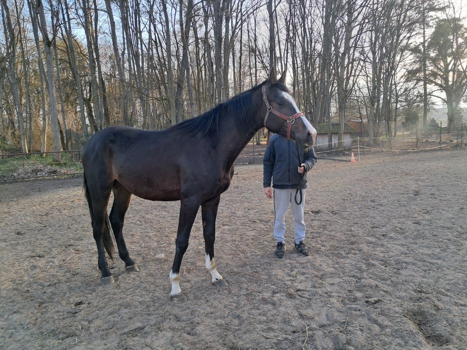 Sprzedam wałacha