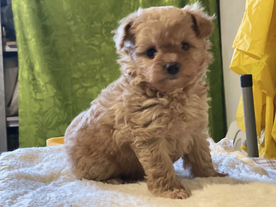 Цуцики помапу карамель