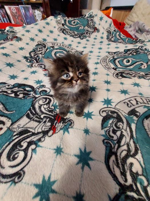 Кошенята шукають дім.