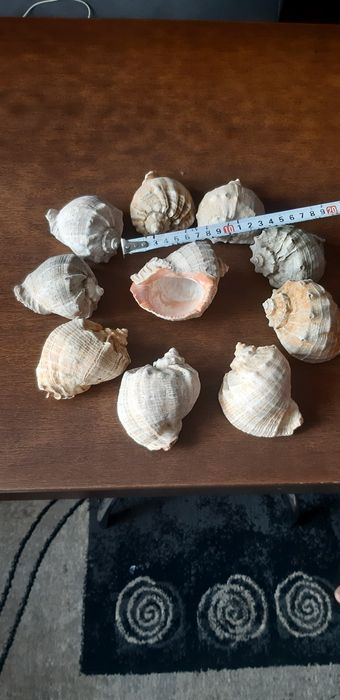 Справжні Ракушки рапана