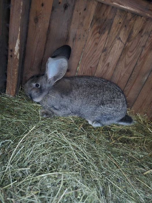 Króliki belgijskie