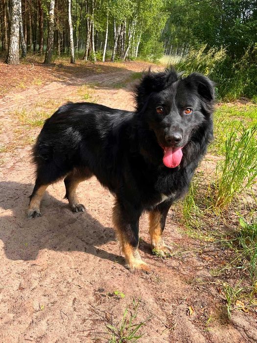 PIORUN w schronisku w lututowie