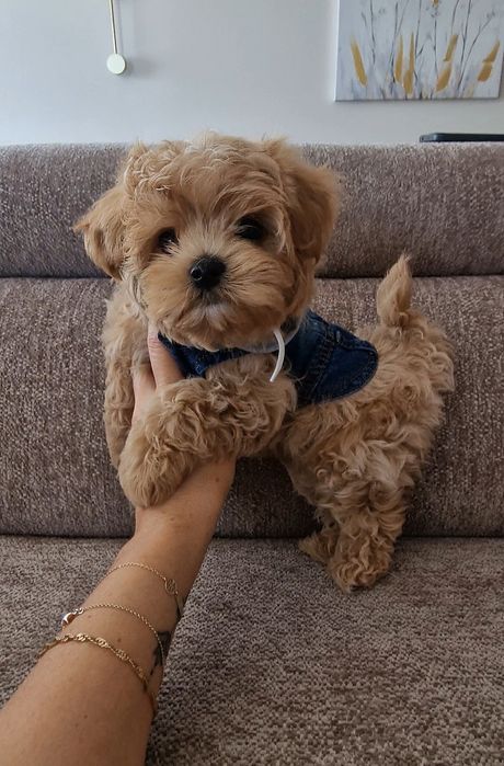 Maltipoo Lala Luna F1