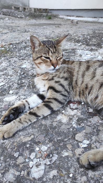 Чудовий котик шукає свій дім! Не дайте загинути дитині!