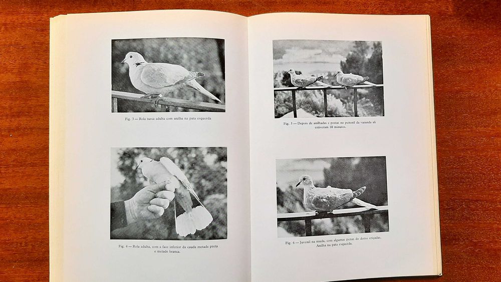 boletim "Cyanopica" da Sociedade Portuguesa de Ornitologia