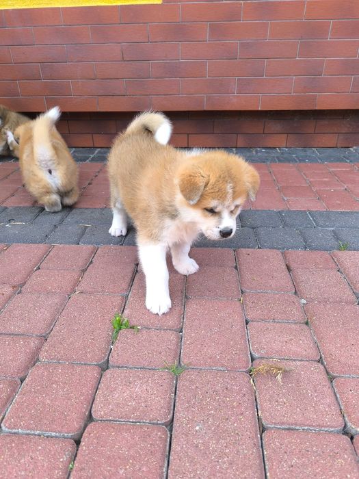 Sprzedam Akita Inu Piesek z Rodowodem
