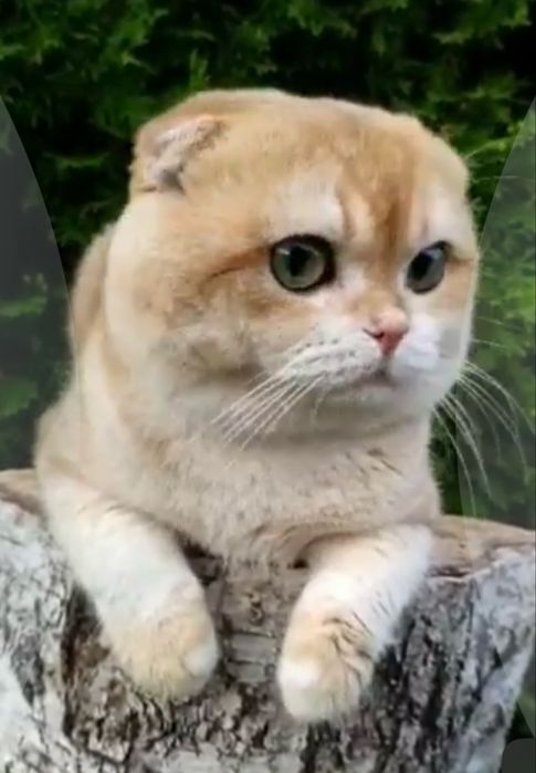 Клубный кот Вязка шотландская золотая шиншилла NY 12 Scottish fold