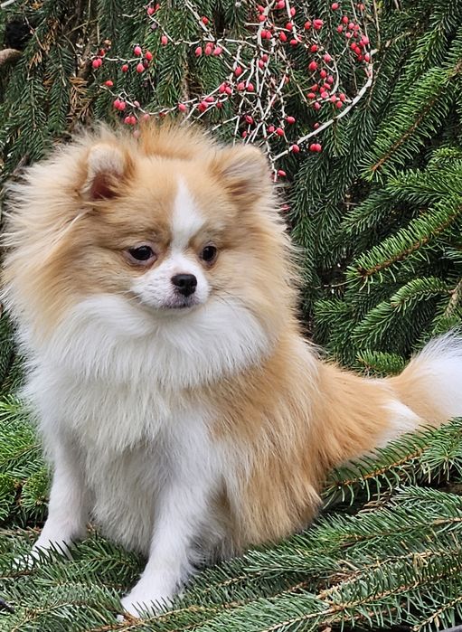 Przepiękna suczka mini pomeranian 1 rok