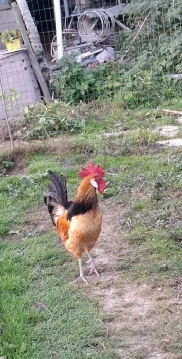 Ovos fecundados várias raças e pintos