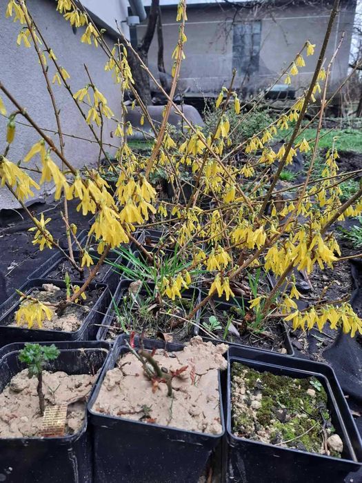 Саджанці самшиту,  форзиції, туї колоновидної, дейції шорсткої.