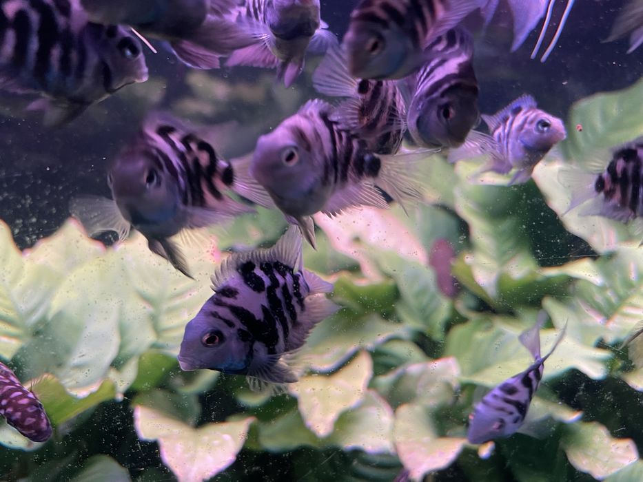 Pielegnica papuzia blue tiger mega promocja !!!