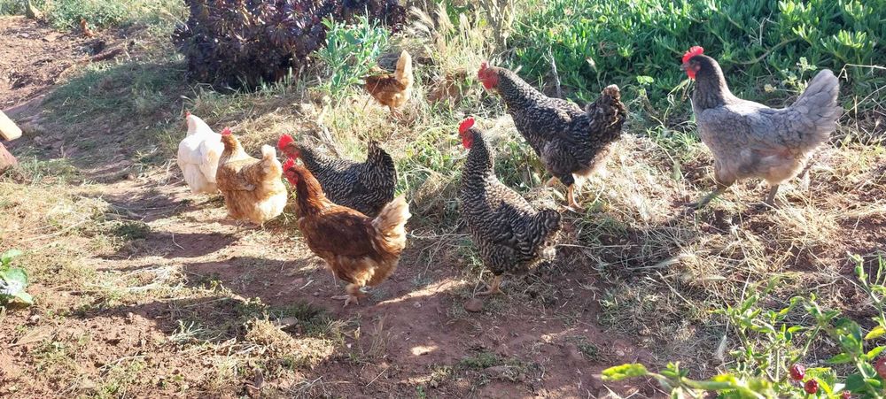 OVOS CASEIROS Criação 100% Biológica ricos em proteínas