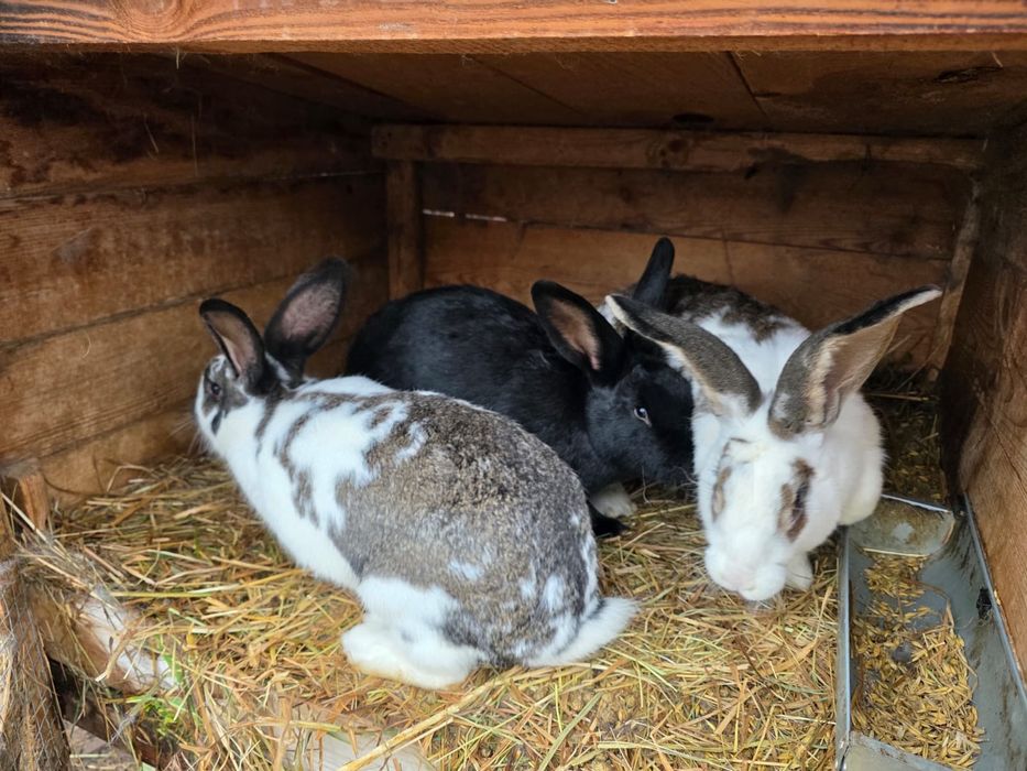Króliki małe i duże