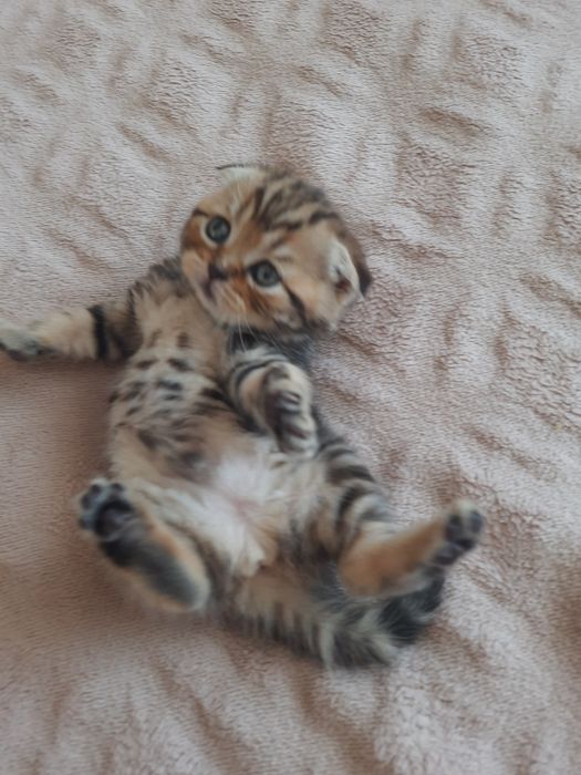 Шотландська висловуха дівчинка