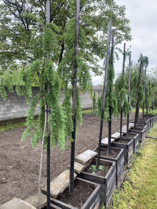 Продам модрини нащепленні