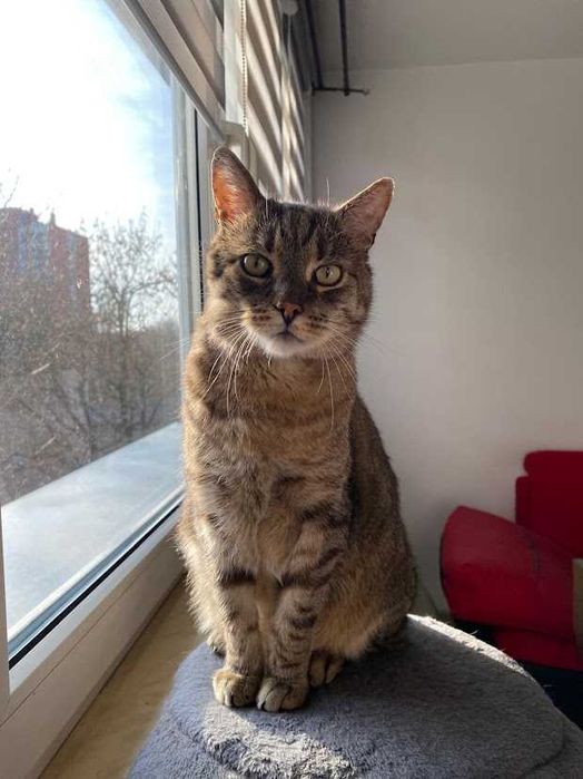 IGNAŚ - 6-letni kocur FIV+ kochany miziak do adopcji!