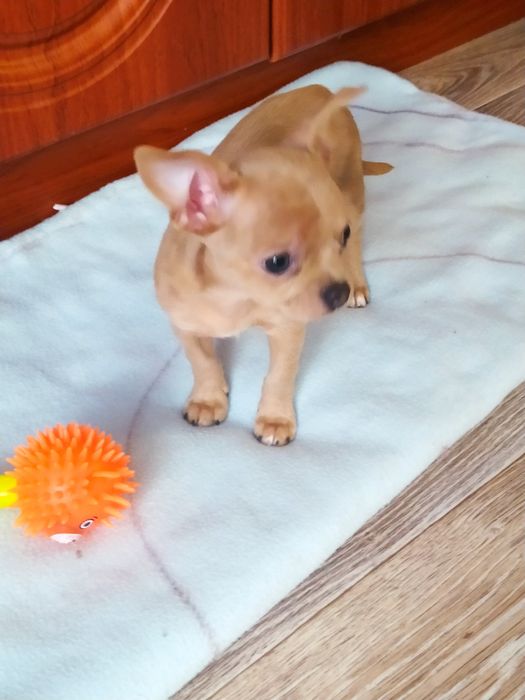 Хлопчики чихуахуа'