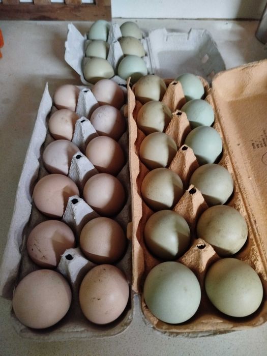 Frangos Galos galinhas Ovos Galados Patos e Fracas Ovos Galados