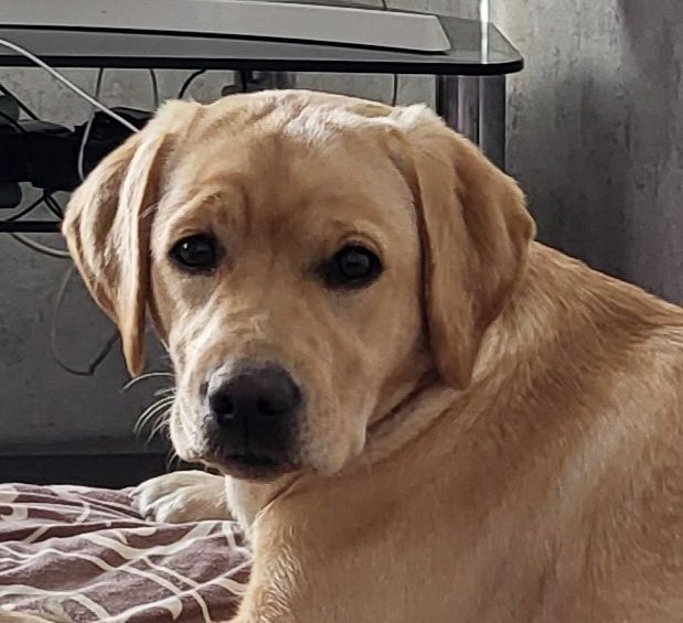 Руденька, сонячна дівчинка лабрадор ретривер!