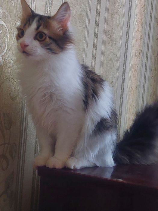 Котята подростки ищут  дом