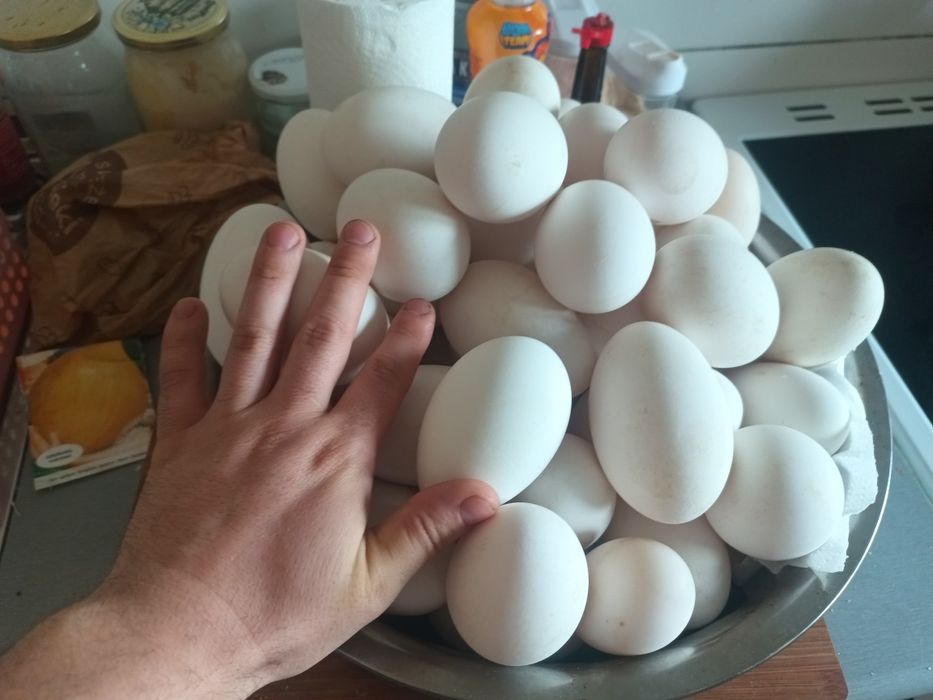Jajka na sprzedaż ekologiczne, gospodarskie - gęsie, kurze, perlicze