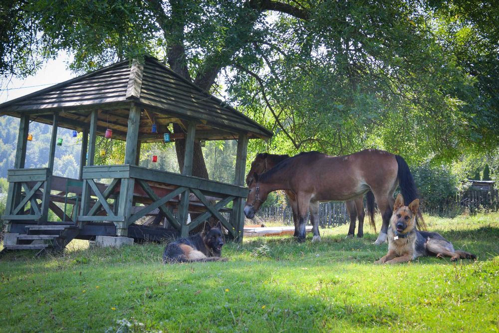 Agroturystyka i konie w Bieszczadach Wysokich.