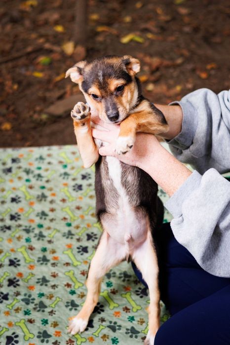 Метис тойтер'єра в добрі руки