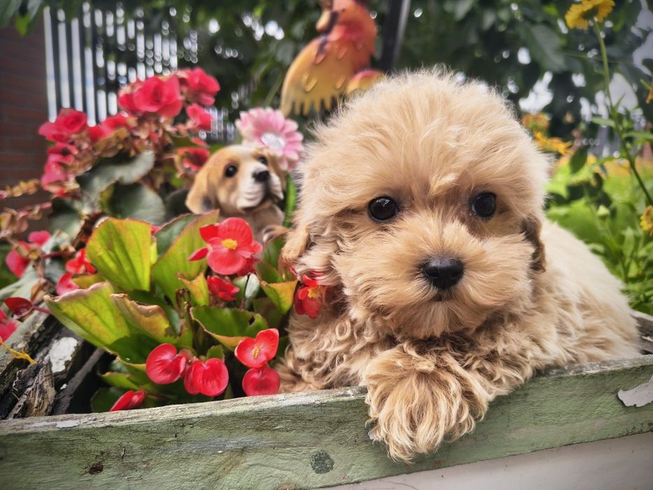 Maltipoo samiec do odbioru !