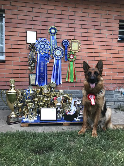 Цуценята Німецької Вівчарки