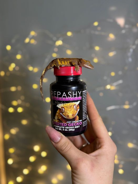 Репаші(Repashy) пюре для геконів