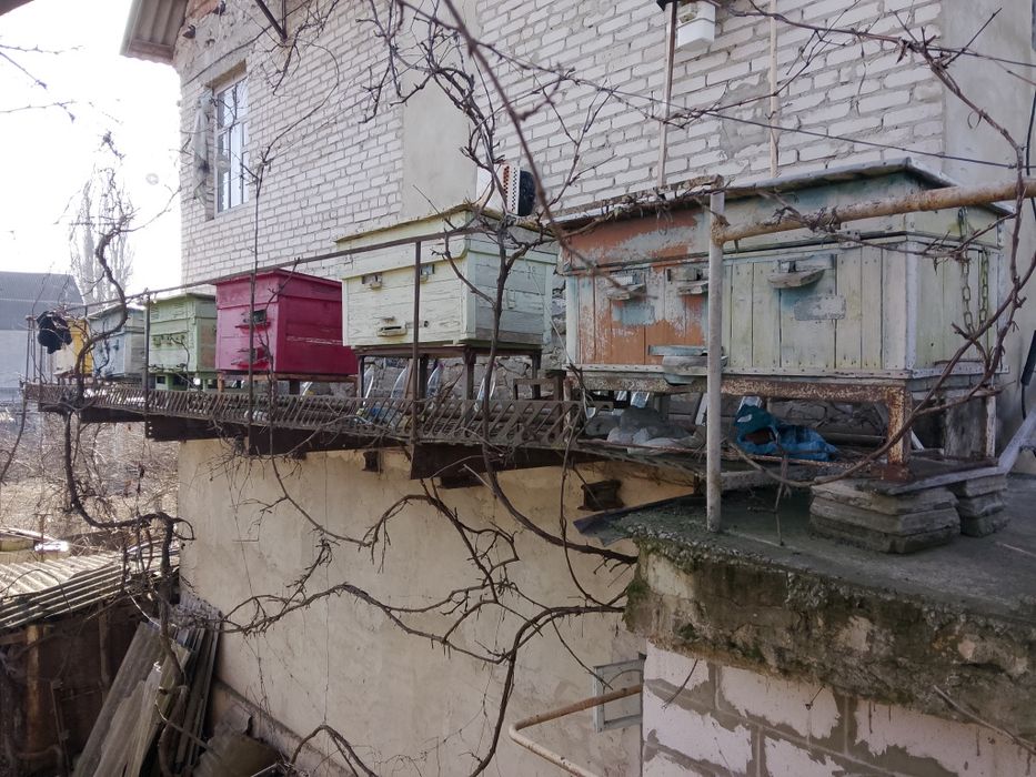 Вулики з бджолами