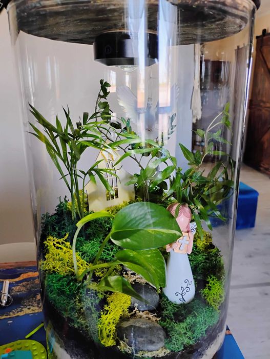 Las w szkle na prezent