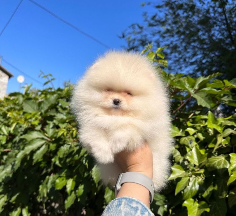 Шикарные мини шпицы
