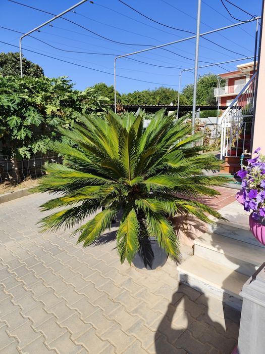 Cica com mais de 20 anos